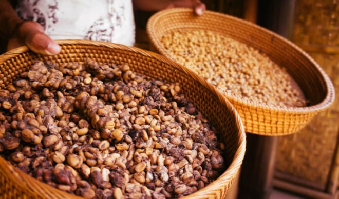 Kopi Luwak Kaffee in zwei Schalten