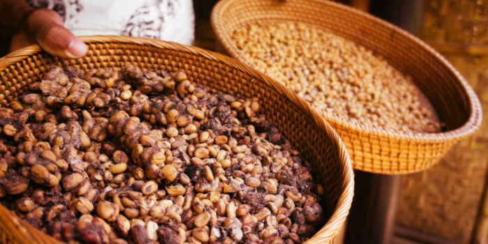 Kopi Luwak Kaffee in zwei Schalten