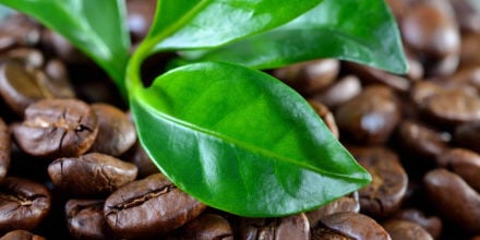 Kaffeepflanze mit Kaffeebohnen