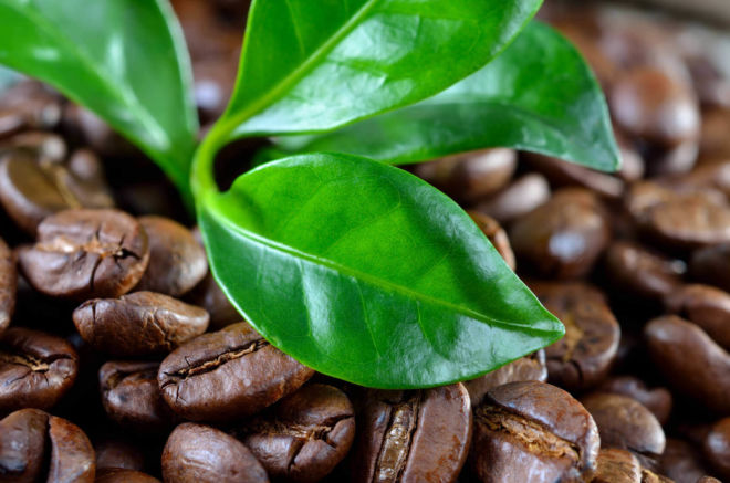Kaffeepflanze mit Kaffeebohnen