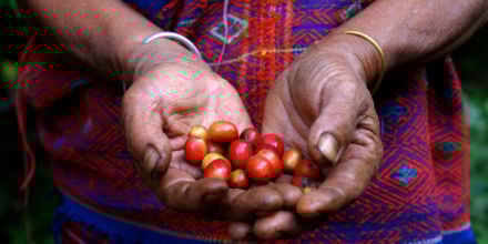 Fairtrade-Kaffee