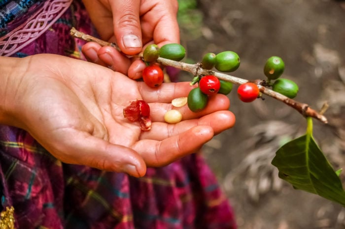 Risultati immagini per kaffee ernte