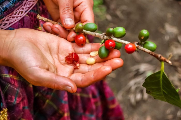 THE LIFETIME OF GREEN COFFEE