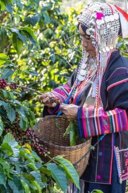 Fairtrade-Kaffee