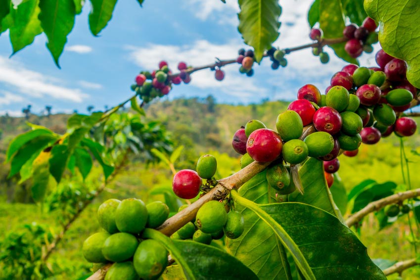Arabica Bohnen reifen