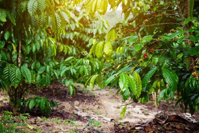 Kaffee im Garten oder Zuhause anbauen