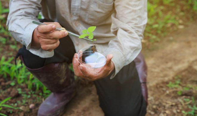 kaffee-selbst-anbauen