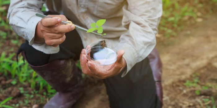 kaffee-selbst-anbauen