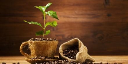 kaffeebaum wächst aus einer Kaffeetasse mit kaffeebohnen