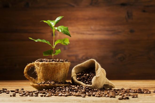 kaffeebaum wächst aus einer Kaffeetasse mit kaffeebohnen