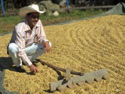 cup of excellence für den kleinen kaffeebauer