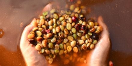 Fermentierung von Kaffee