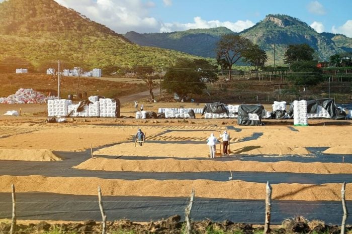 Kaffee trocknet an der Luft