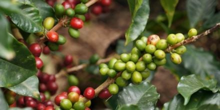 Kaffeekirschen an kaffeebaum rot und grün
