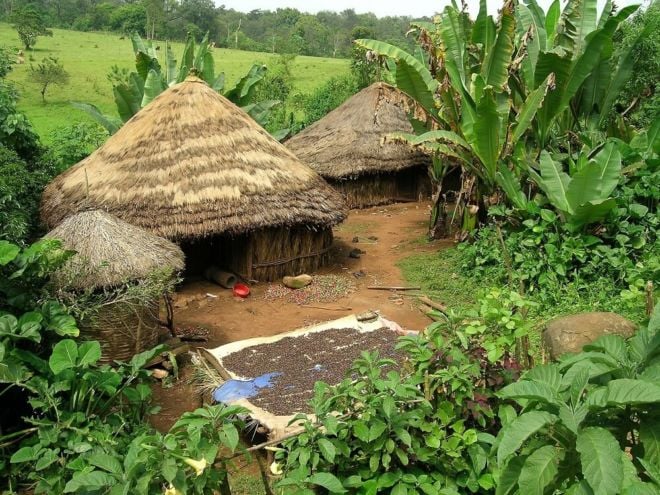 Kaffeeanbau in Afrika: Strohhütte in Äthiopien Kaffeebohnen