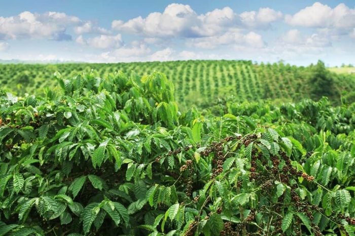 Vietnam kaffee plantage