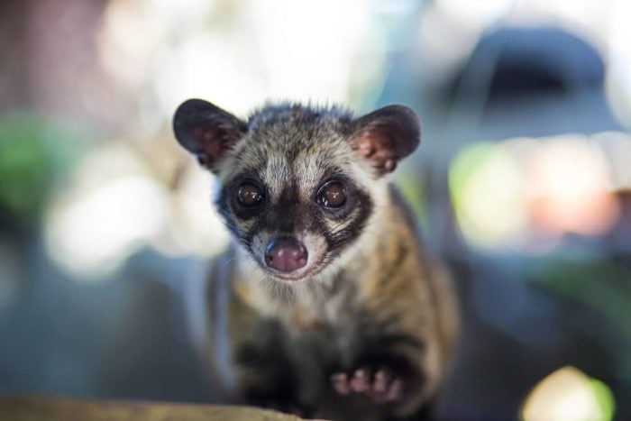 10-kuriose-fakten-über-kaffee-kopi-luwak