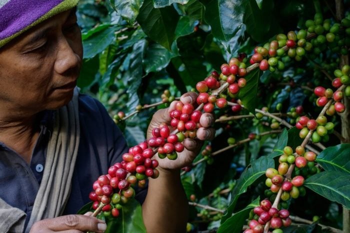 Anbau-Bio-Arabica-Bohnen