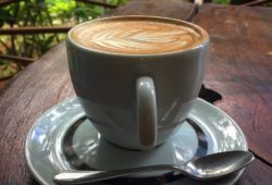 Bourbon-Kaffee-tasse-pflanzen