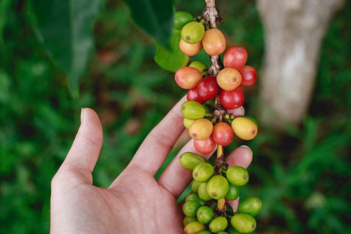 Kaffeepflanze-Kaffeekirsche