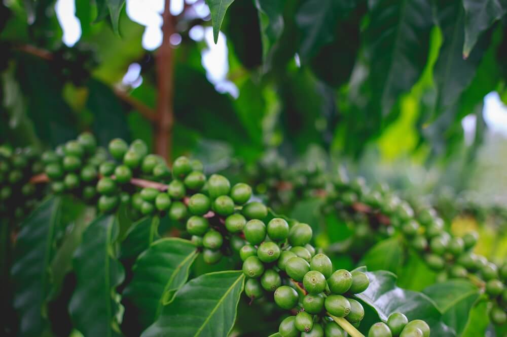 Vermehrung der Kaffeepflanze - Wissenswertes | roastmarket Magazin