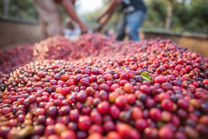 Viele Kaffeekirschen Kaffee-Anbaugebiete