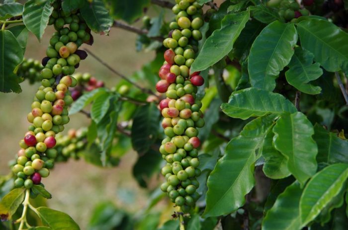 Kaffeepflanze mit Kaffeekirschen