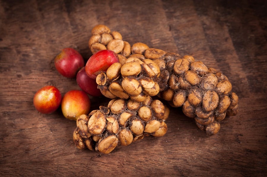 Katzenkaffee Kopi  Luwak  Was kann der extravagante Kaffee 