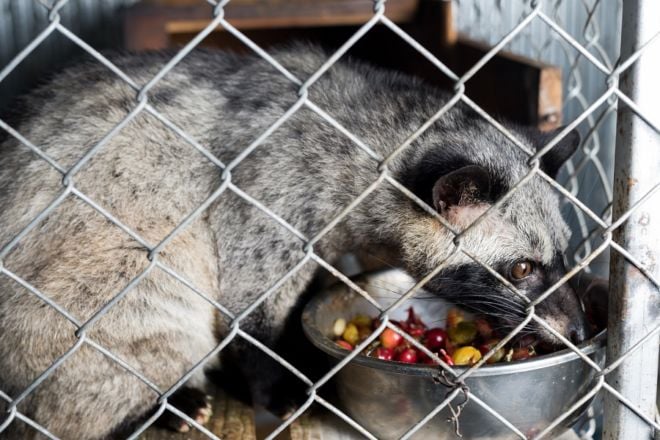 Zibetkatze eingesperrt im Käfig mit Katzenkaffee
