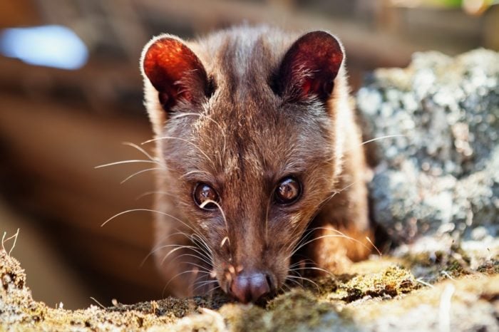  Katzenkaffee  Kopi Luwak Was kann der extravagante Kaffee 