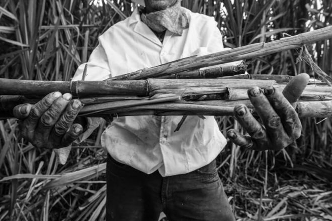 Zuckerrohr Guatavita de Colombia