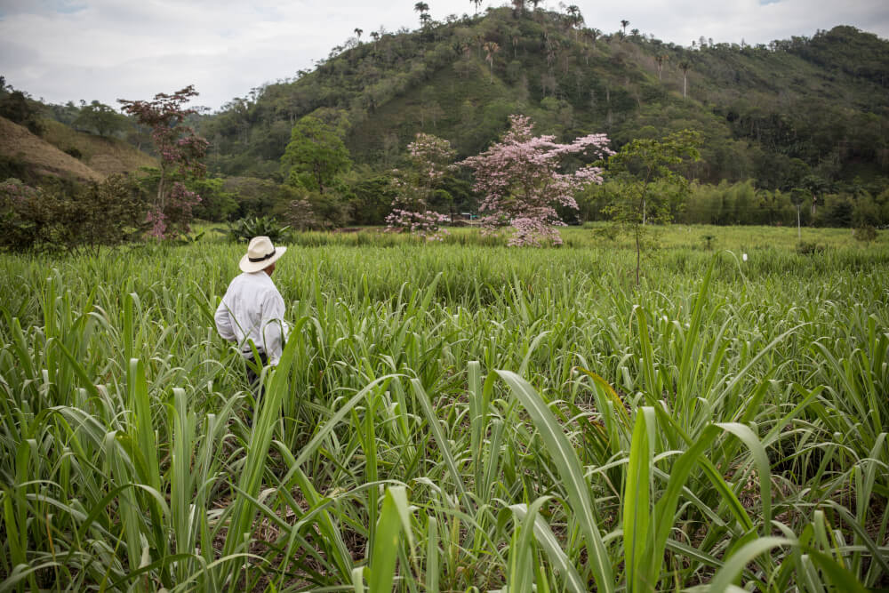 Anbaugebiet von Guatavita de Colombia Zucker