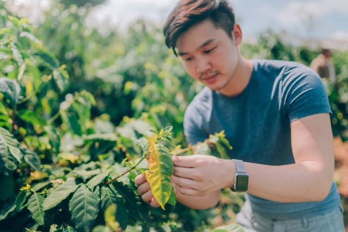 84 Coffee Qualitätskontrolle Vietnam