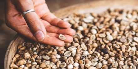 Arabica Kaffeebohnen - besten Kaffeebohnen