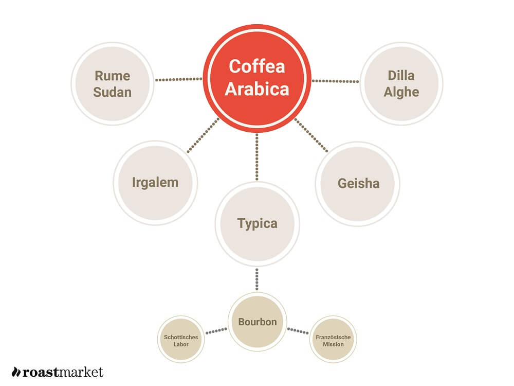 Ursprung der Arabica Bohnen