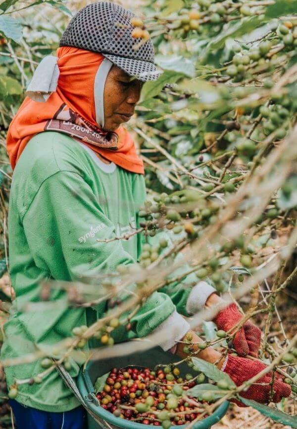 Ernte von Sidamo Kaffee