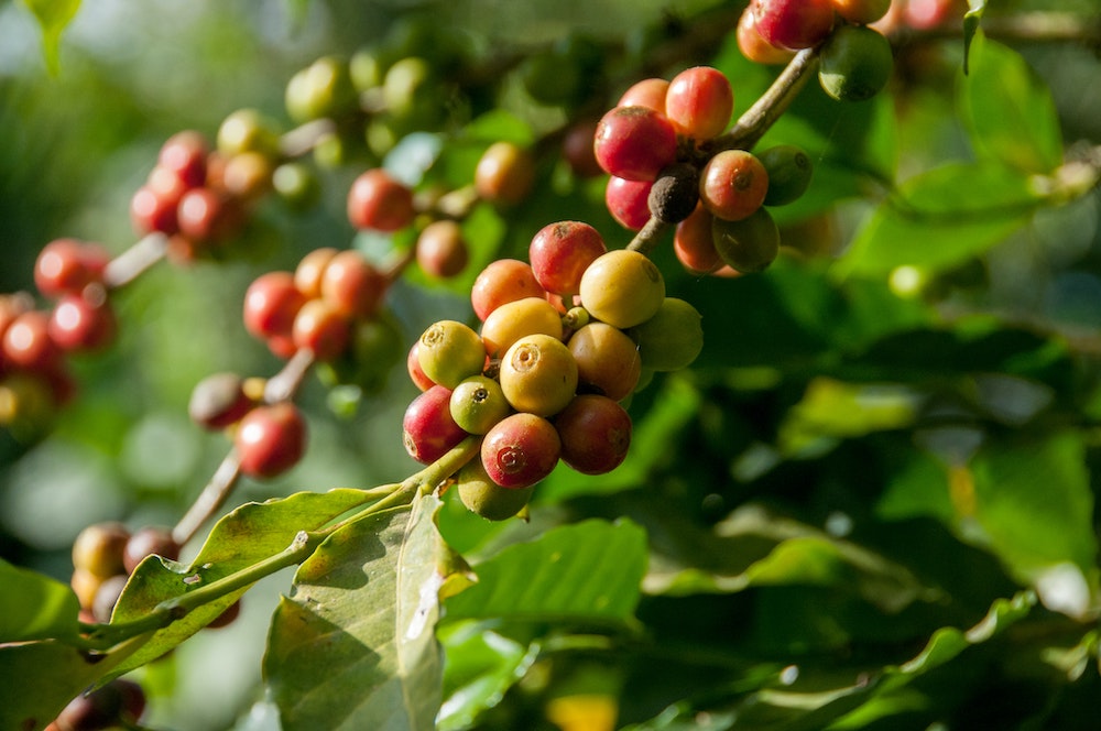 rote und nachhaltige Kaffeekirschen an Kaffeepflanze