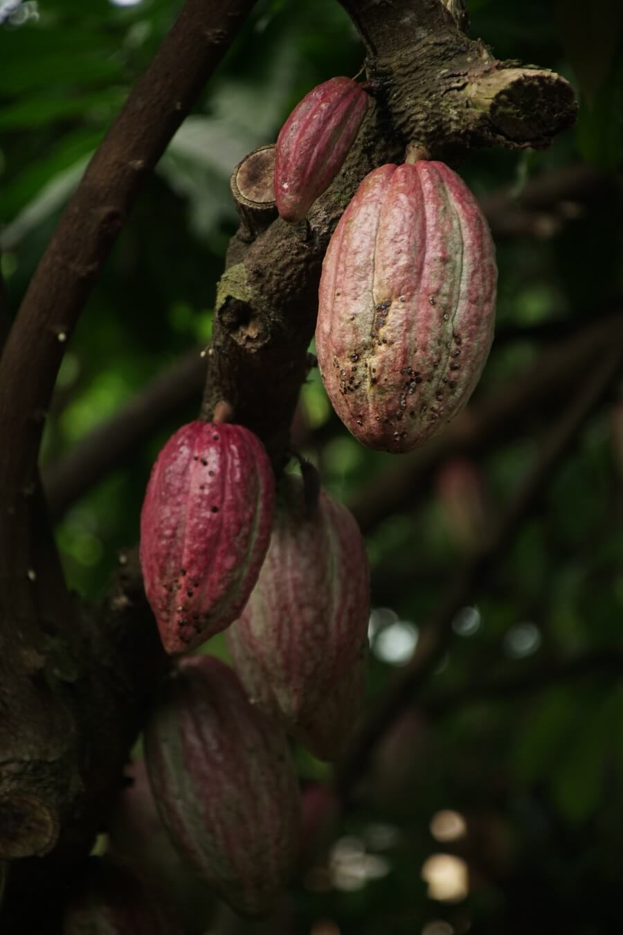Faire Kakaobohnen bei Coppeneur