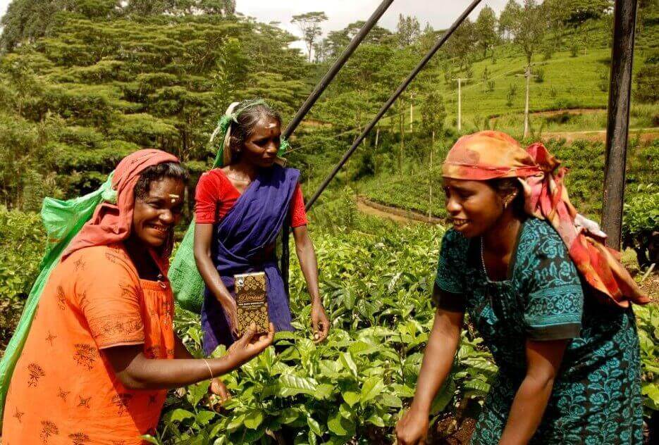 Anbau von Fairtrade-Tee unter gerechten Bedingungen
