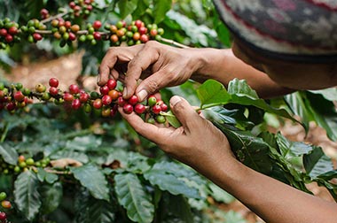 Kaffeebauern beim Ernten von Fairtrade-Kaffee