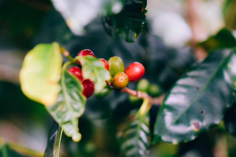 Kaffeepflanze im Anbau