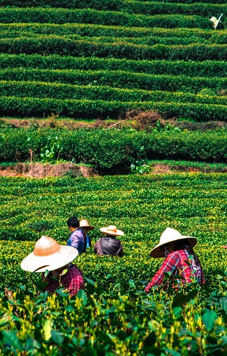 Teeplantage Anbau
