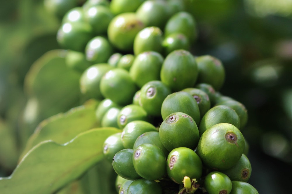 Grüne und nachhaltige Bio Kaffeekirschen an Kaffeepflanze